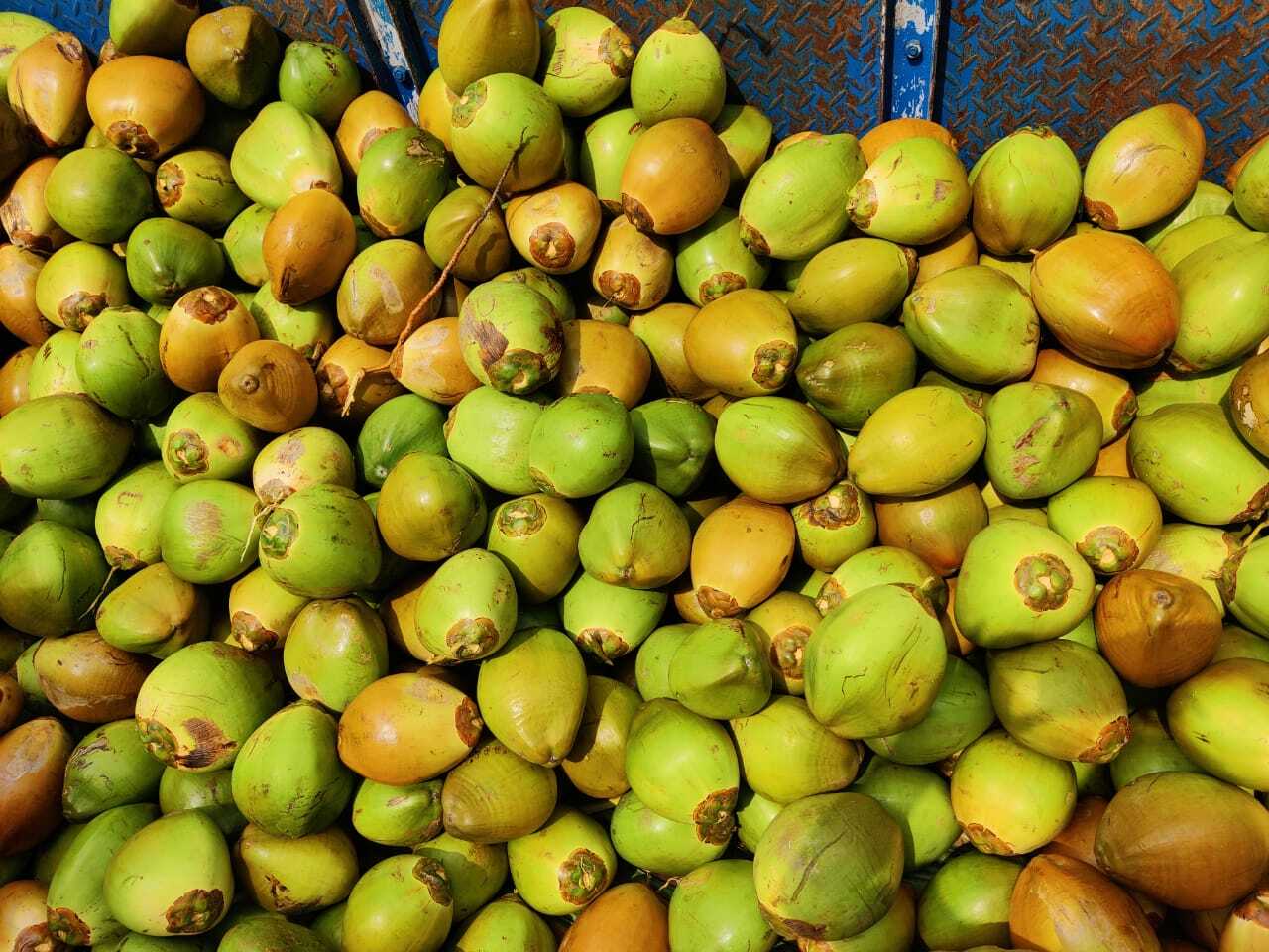 Green Tender Coconut - Fresh Whole Young Coconut, 2 To 2.5 Kg - Light Brown And Green Color, Organic Cultivation, Diamond Shape, Whole Husk