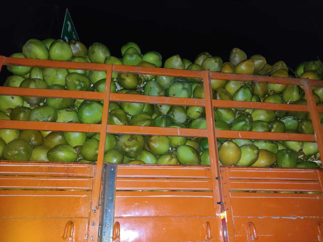 Green Tender Coconut - Fresh Whole Young Coconut, 2 To 2.5 Kg - Light Brown And Green Color, Organic Cultivation, Diamond Shape, Whole Husk
