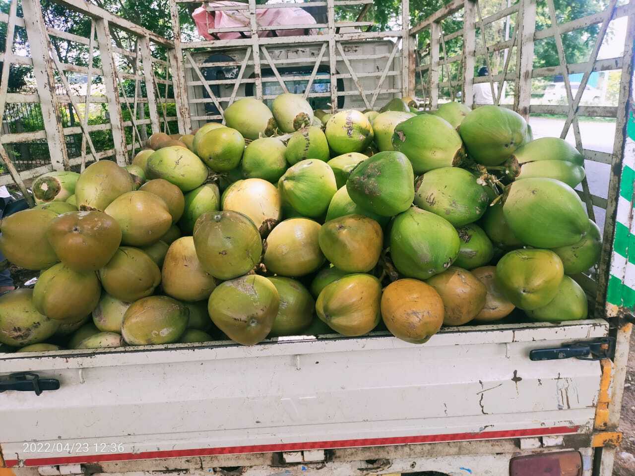 Green Tender Coconut - Fresh Whole Young Coconut, 2 To 2.5 Kg - Light Brown And Green Color, Organic Cultivation, Diamond Shape, Whole Husk