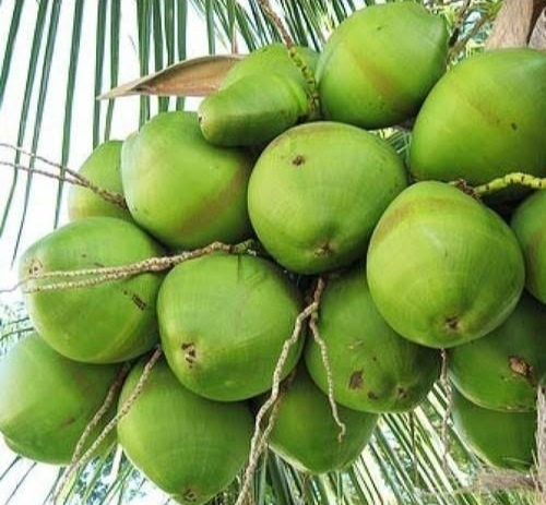 Green Tender Coconut - Fresh Whole Young Coconut, 2 To 2.5 Kg - Light Brown And Green Color, Organic Cultivation, Diamond Shape, Whole Husk