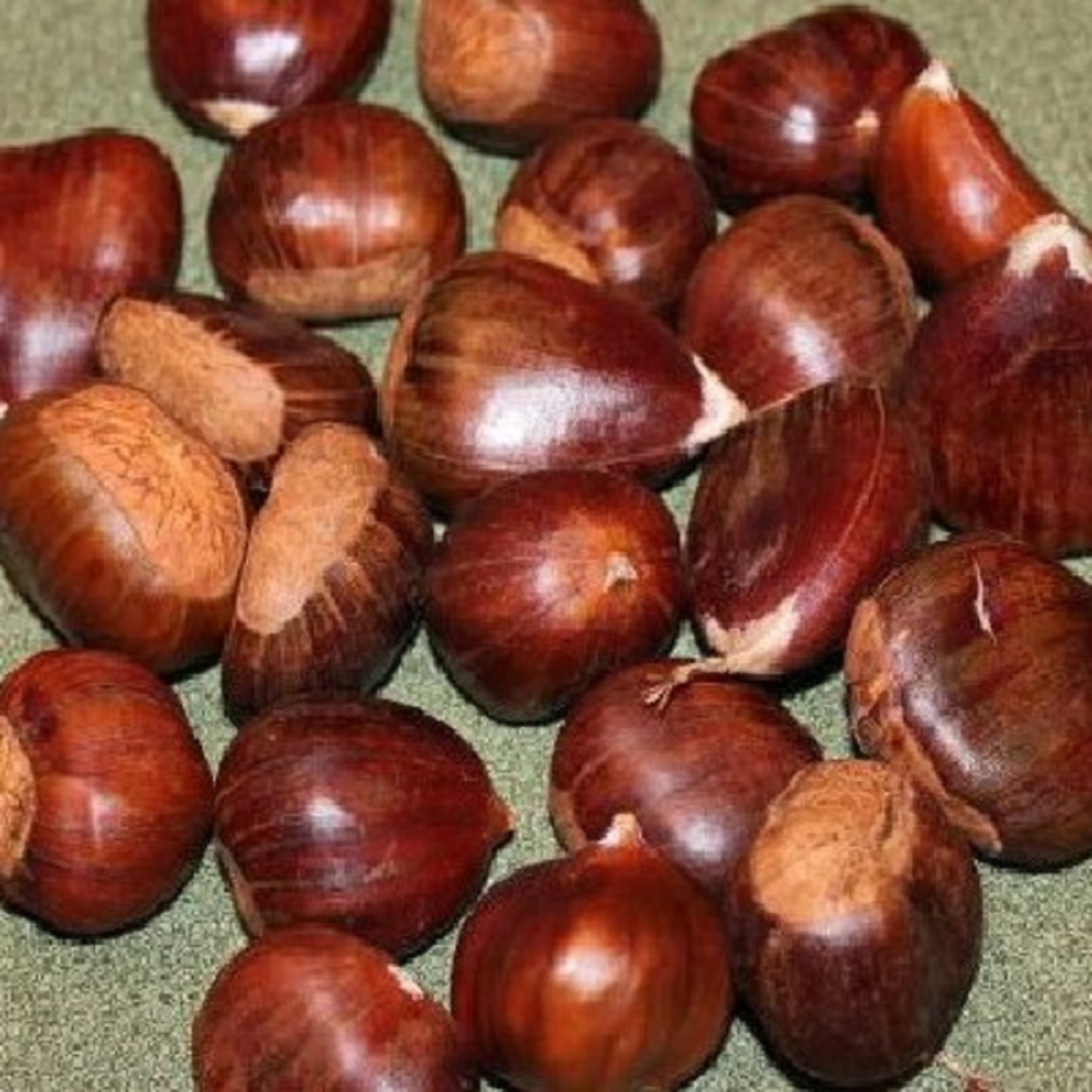 Fresh Chestnut