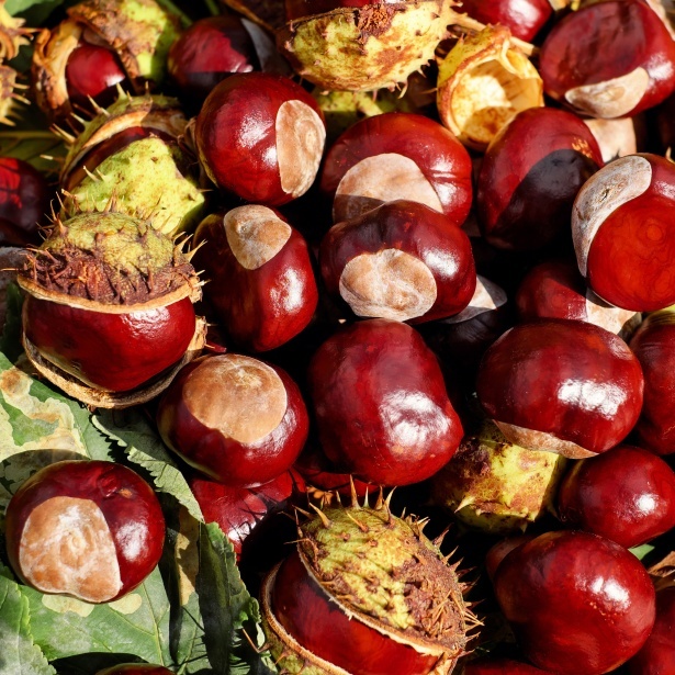 Fresh Chestnut