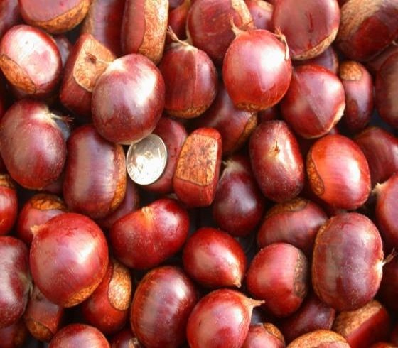 Fresh Chestnut