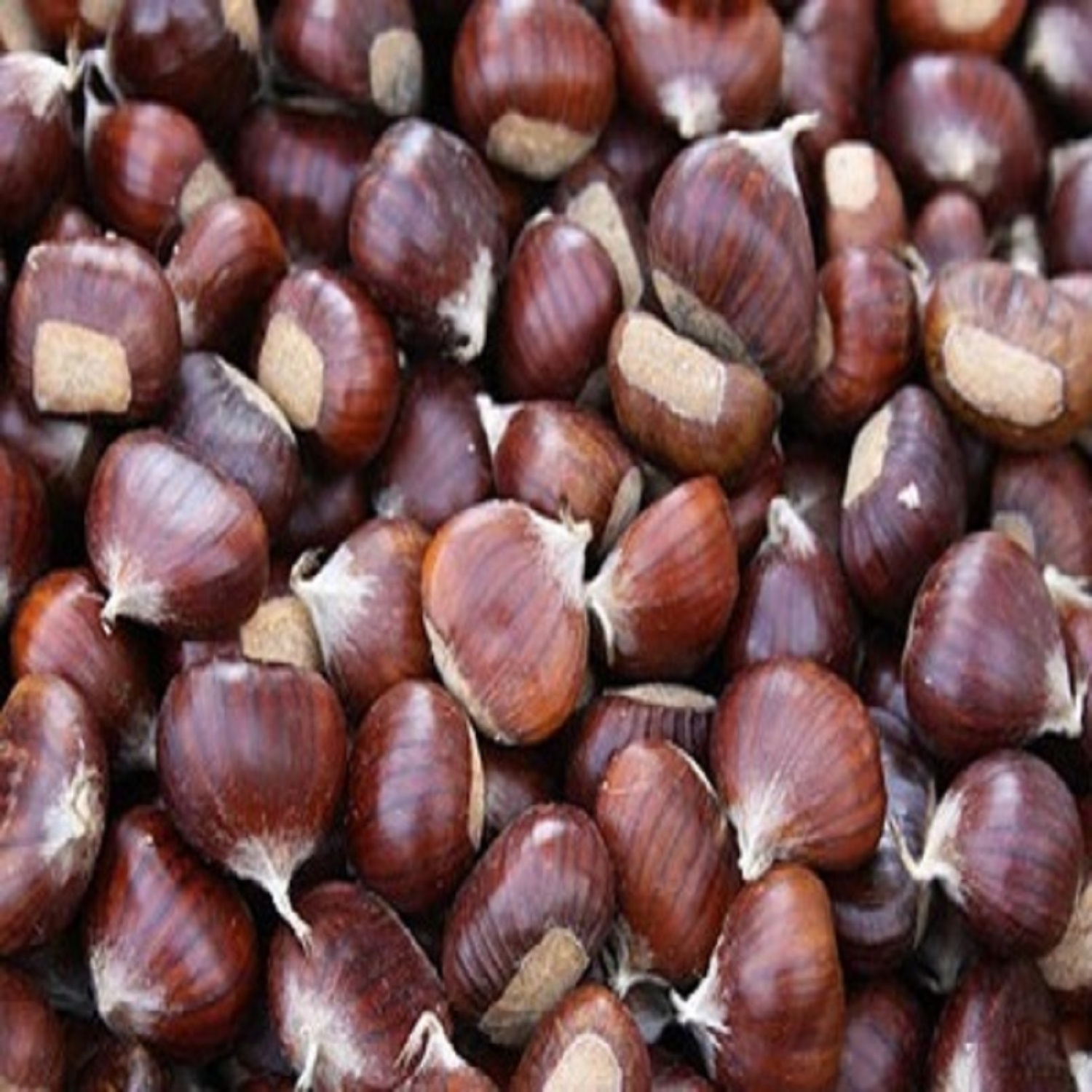 Fresh Chestnut