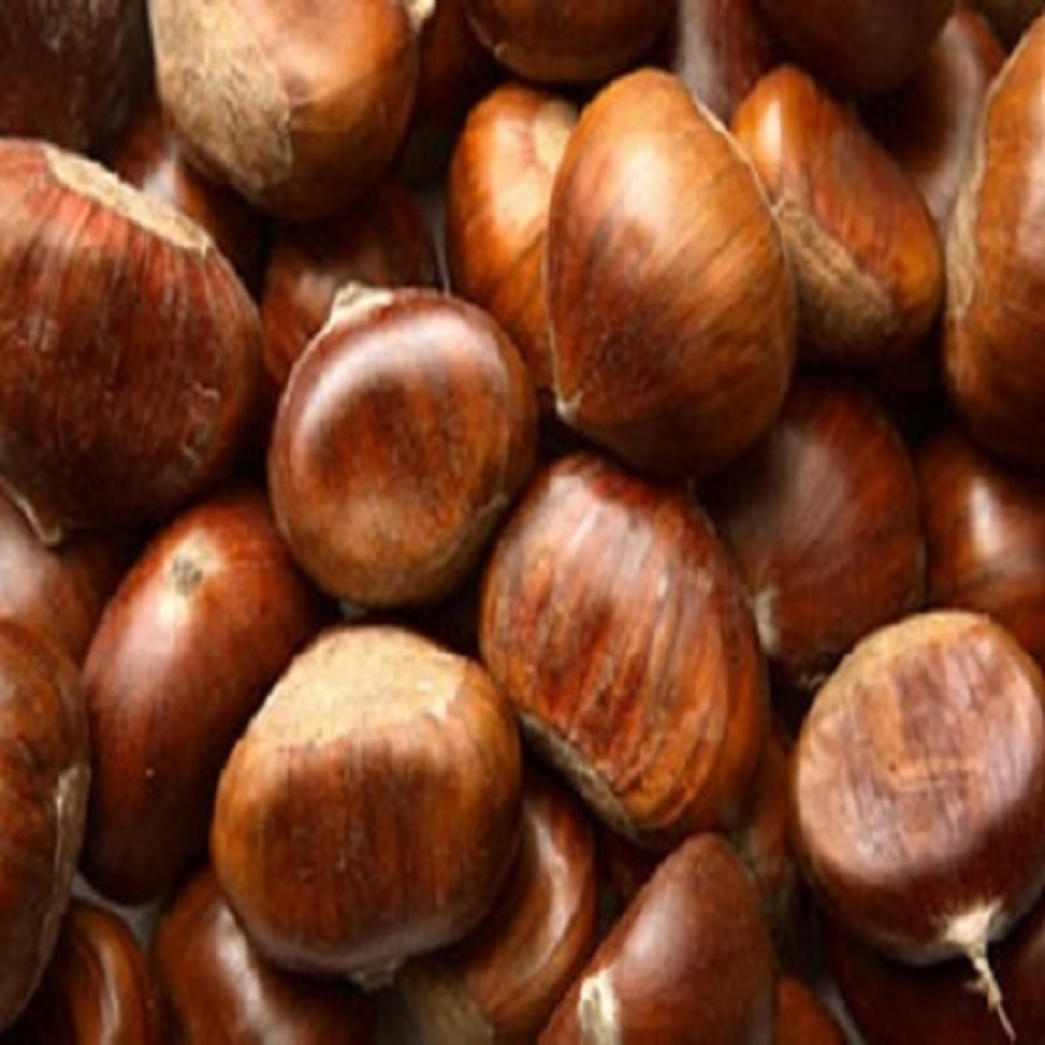 Fresh Chestnut