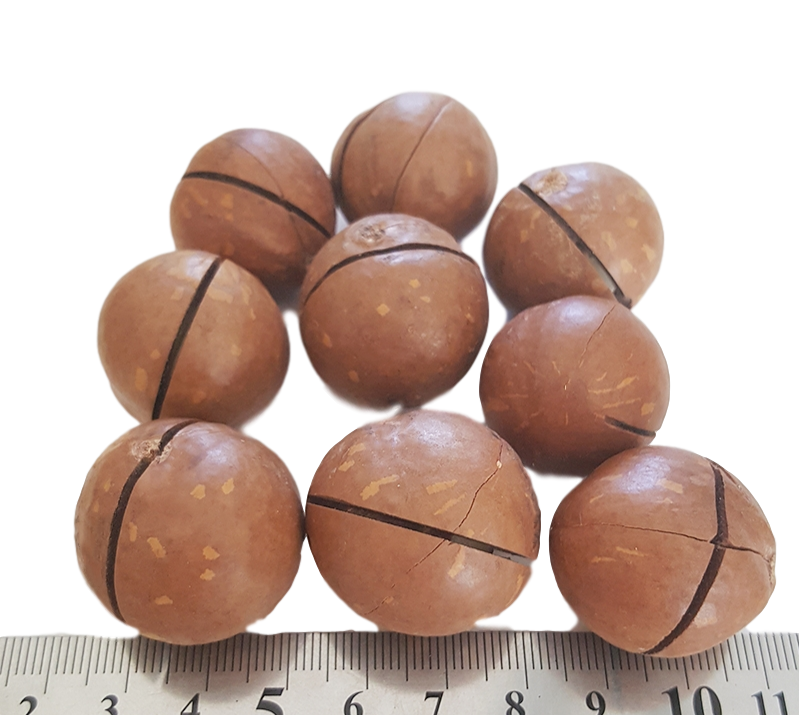 Roasted Organic Macadamia Nuts