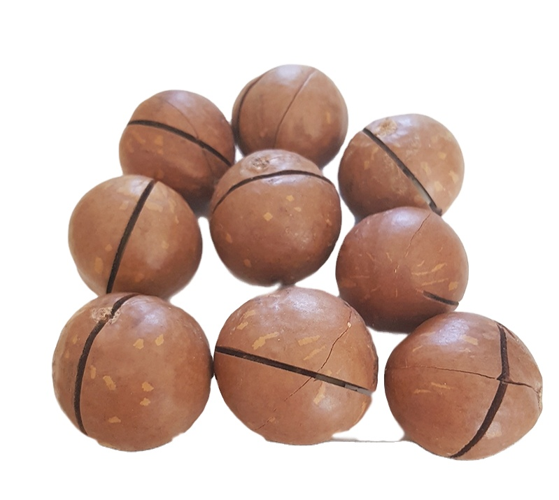 Roasted Organic Macadamia Nuts