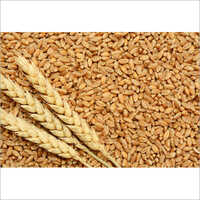 ब्राउन नेचुरल व्हीट ग्रेन