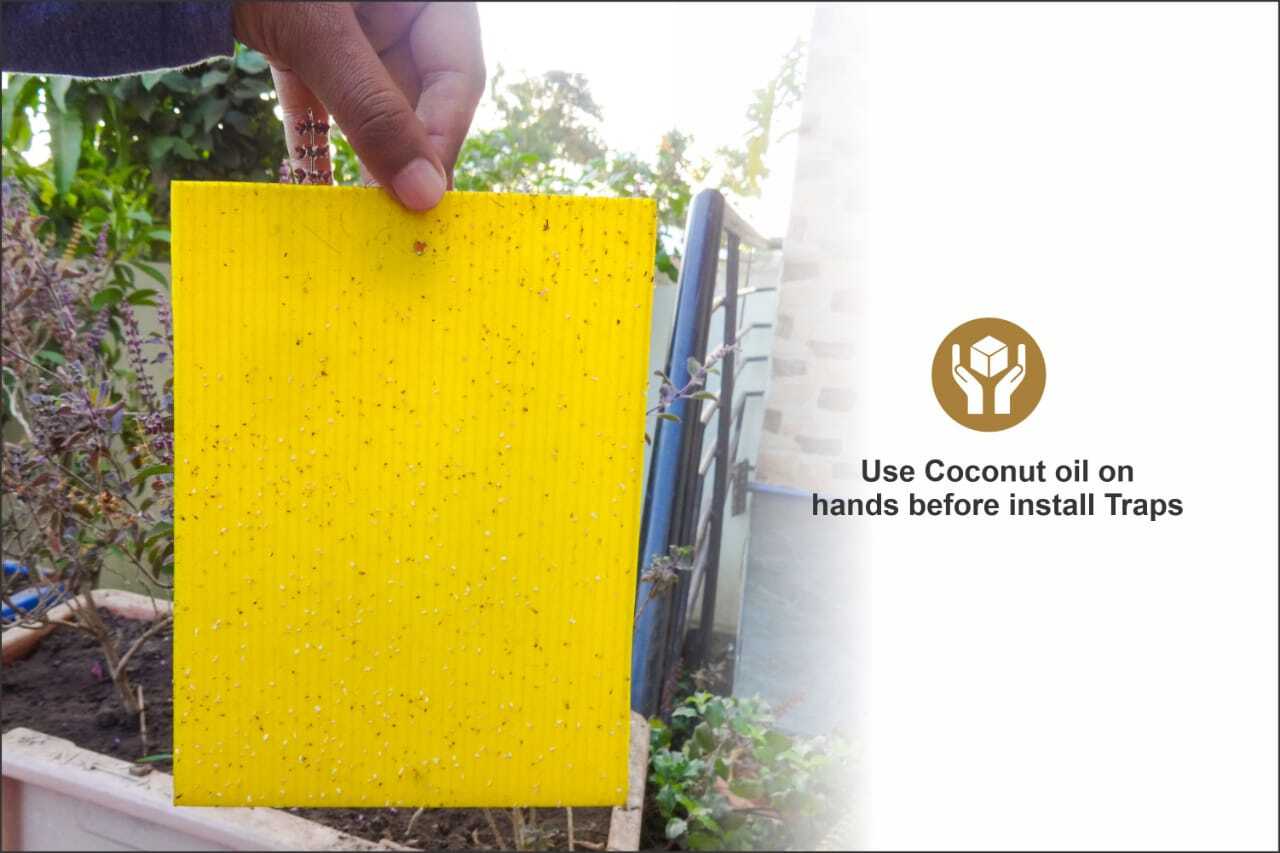 Eco Sticky Trap Sheet - Pvc Material, 11x28 Cm, 22x28 Cm, 22x33 Cm Sizes | Non-drying Glue, Eco-friendly, Attracts All Flying Insects For Pest Control