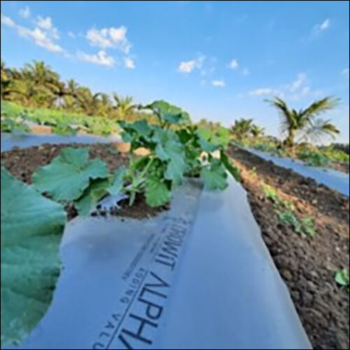 Agriculture Mulching Paper - Film Material, 800mm Length x 915mm Width | Ideal for Large Greenhouses, Effective Soil Protection