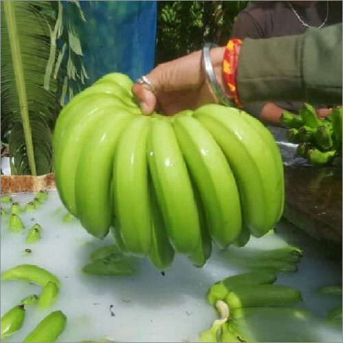 Fresh G9 Banana - Organic Sweet Fruit, Various Sizes Available | Rich In Fiber, Supports Digestion, Boosts Energy, Improves Gut Health, Enhances Skin Brightness, Aids Brain Development