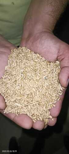 Wheat Seed - High Germination Rate, Organic Quality | Ideal for Sustainable Agriculture