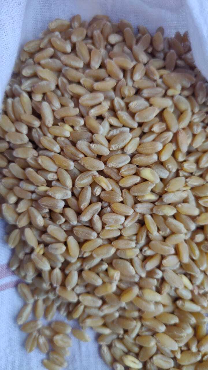 Wheat Seed - High Germination Rate, Organic Quality | Ideal For Sustainable Agriculture