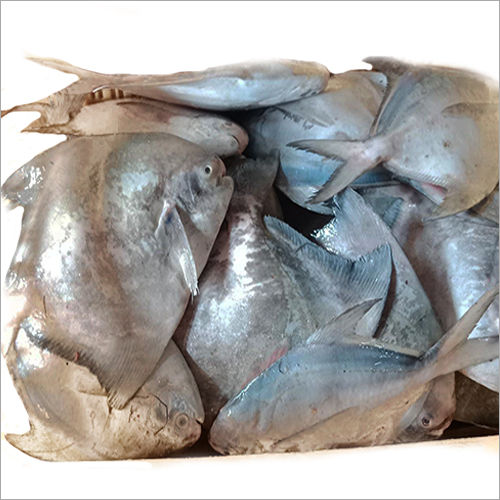 Fresh Chinese Pomfret Fish