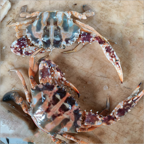 Fresh Big Crab