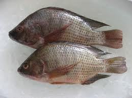 समुद्री भोजन मछली