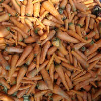  ताजा गाजर