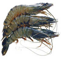 Tiger Prawns