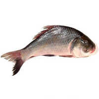 Catla Fish