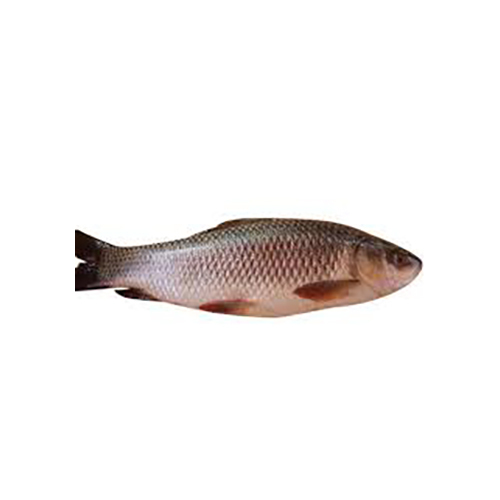 Rohu Fish - Fresh Whole Body | Premium Quality, Versatile Cooking Variety