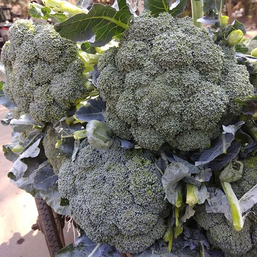Fresh Broccoli
