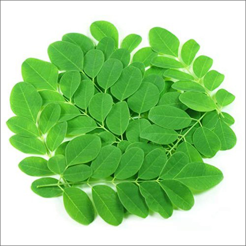 Moringa Leaves - 1-5 kg Bag | Rich in Antioxidants, Supports Medicinal Use, Handpicked Quality, Green Color