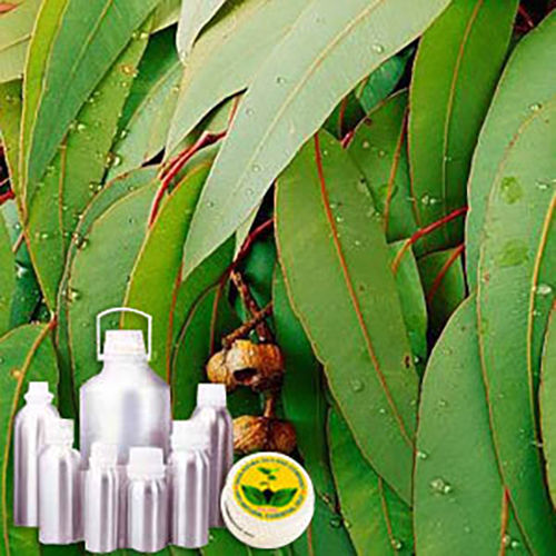 Eucalyptus Hydrosol