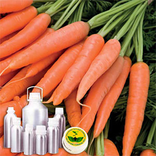 Carrot Tissue Infused Oil