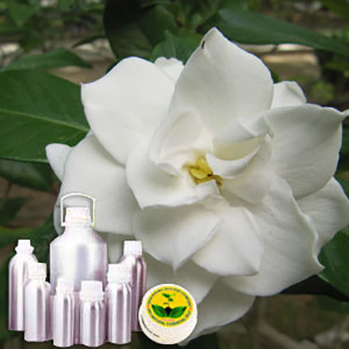 Gardenia Oil