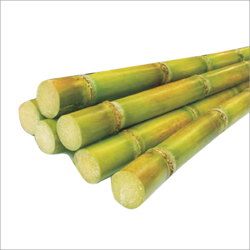 Natural Sugarcane - Whole, Sweet Taste | Common Cultivation Type, Rich in Antioxidants and Polyphenols, Available in Various Packaging Options
