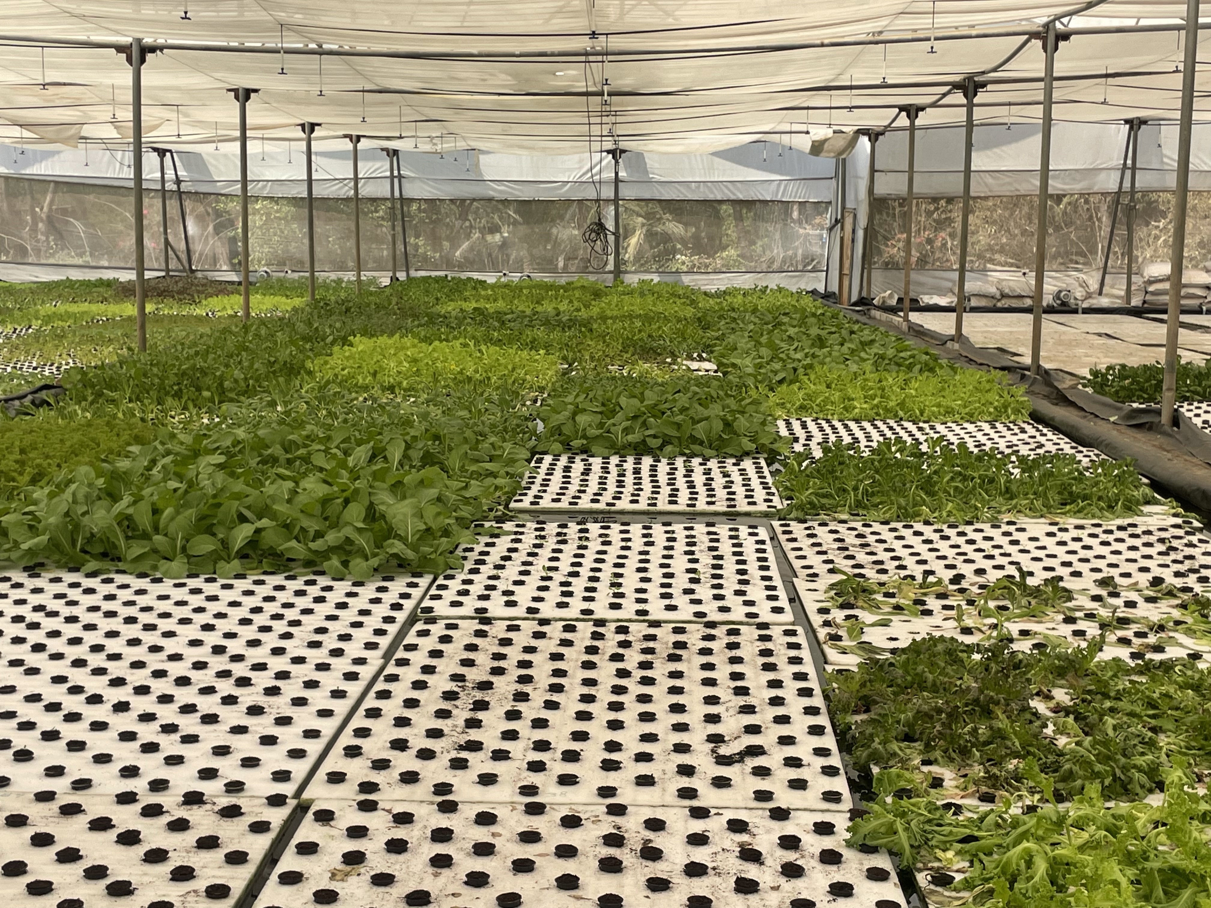 Poly House Fully Automatic With Cloud Monitoring Via App