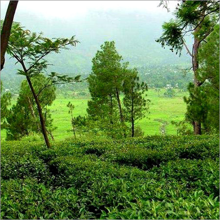 कार्बनिक चाय