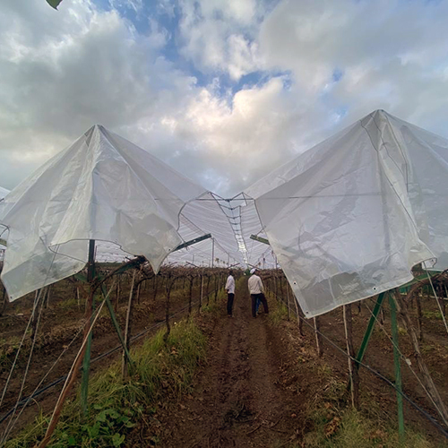 Plastic Grape Cover - Single Layer, Various Sizes | Transparent Plastic, Ideal For Industrial And Commercial Use