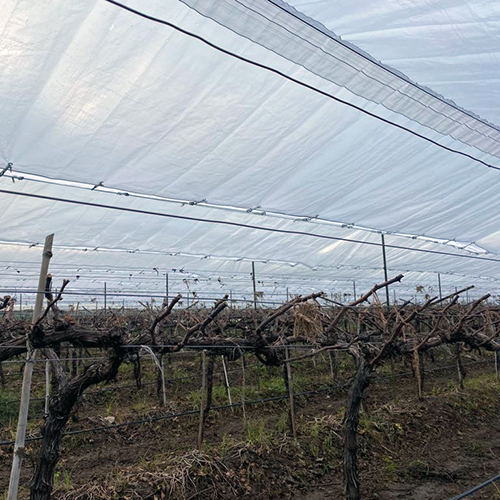 Plastic Grape Cover - Single Layer, Various Sizes | Transparent Plastic, Ideal For Industrial And Commercial Use