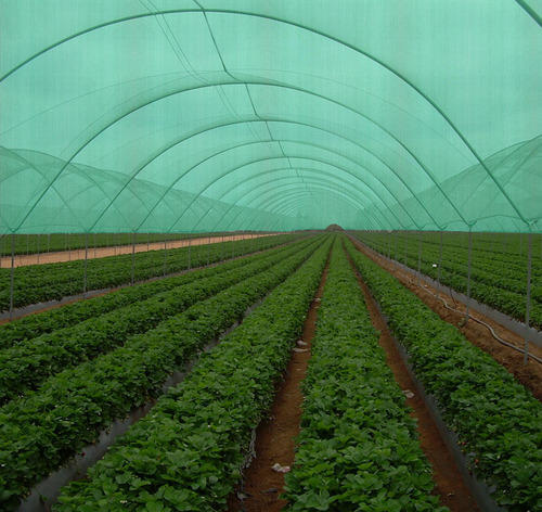 Agro Shade Net - Hdpe Material, Max 6 Mt Width, Customized Length, Regular Colored Green & Other Options, Shade 35%-90% | Uv Coating, Coated Finish, 50 To 200 Gsm