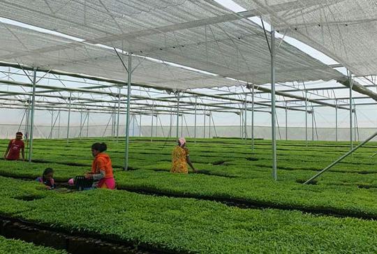 Poly House Shade Net - Hdpe Material, Customized Dimensions Up To 6 Meters Wide | Uv Coated, Available In 35% To 90% Shade, Various Colors Including White, Green, Beige, Pink, Brown, And Orange