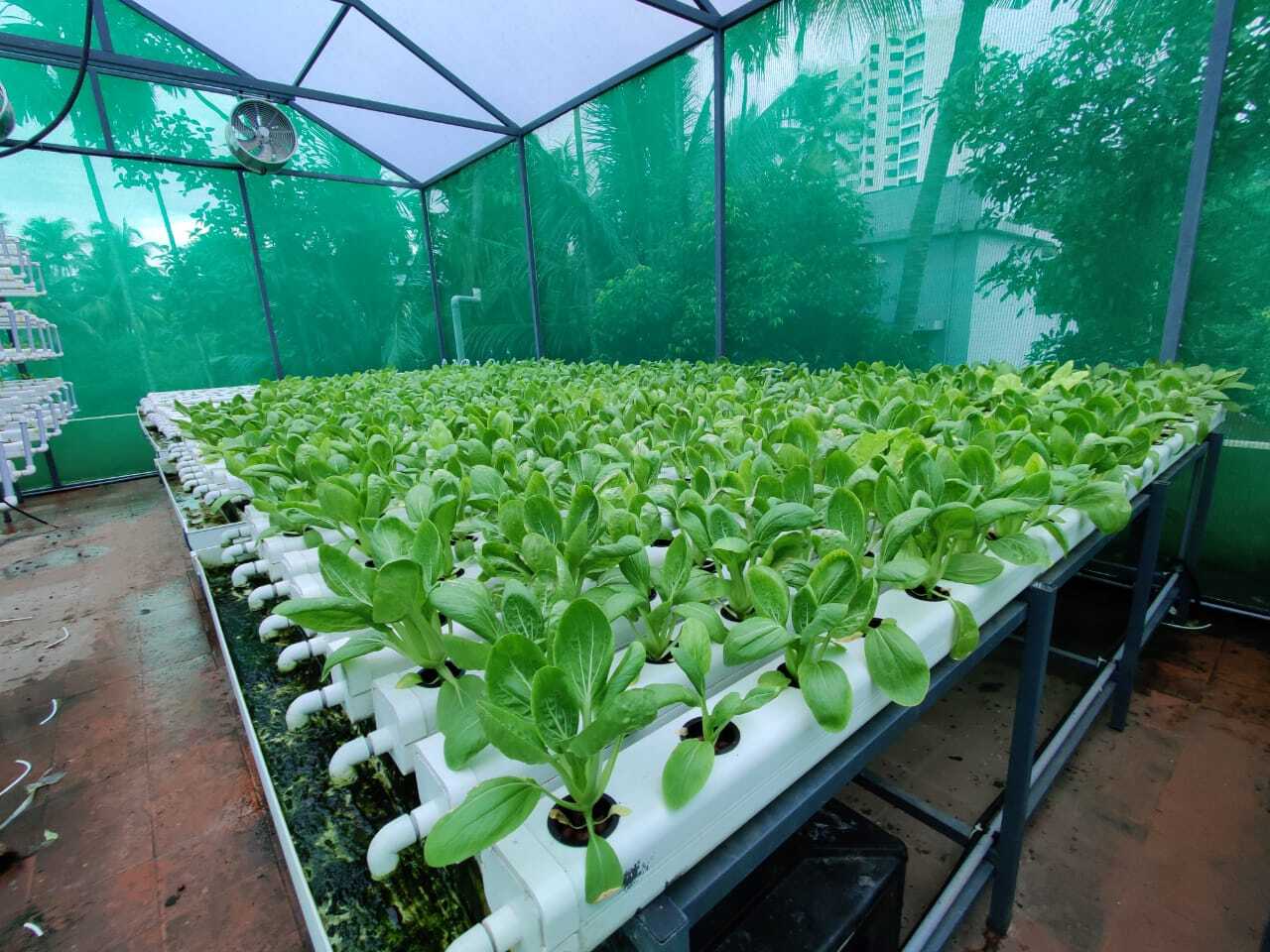 Poly House Shade Net - Hdpe Material, Customized Dimensions Up To 6 Meters Wide | Uv Coated, Available In 35% To 90% Shade, Various Colors Including White, Green, Beige, Pink, Brown, And Orange