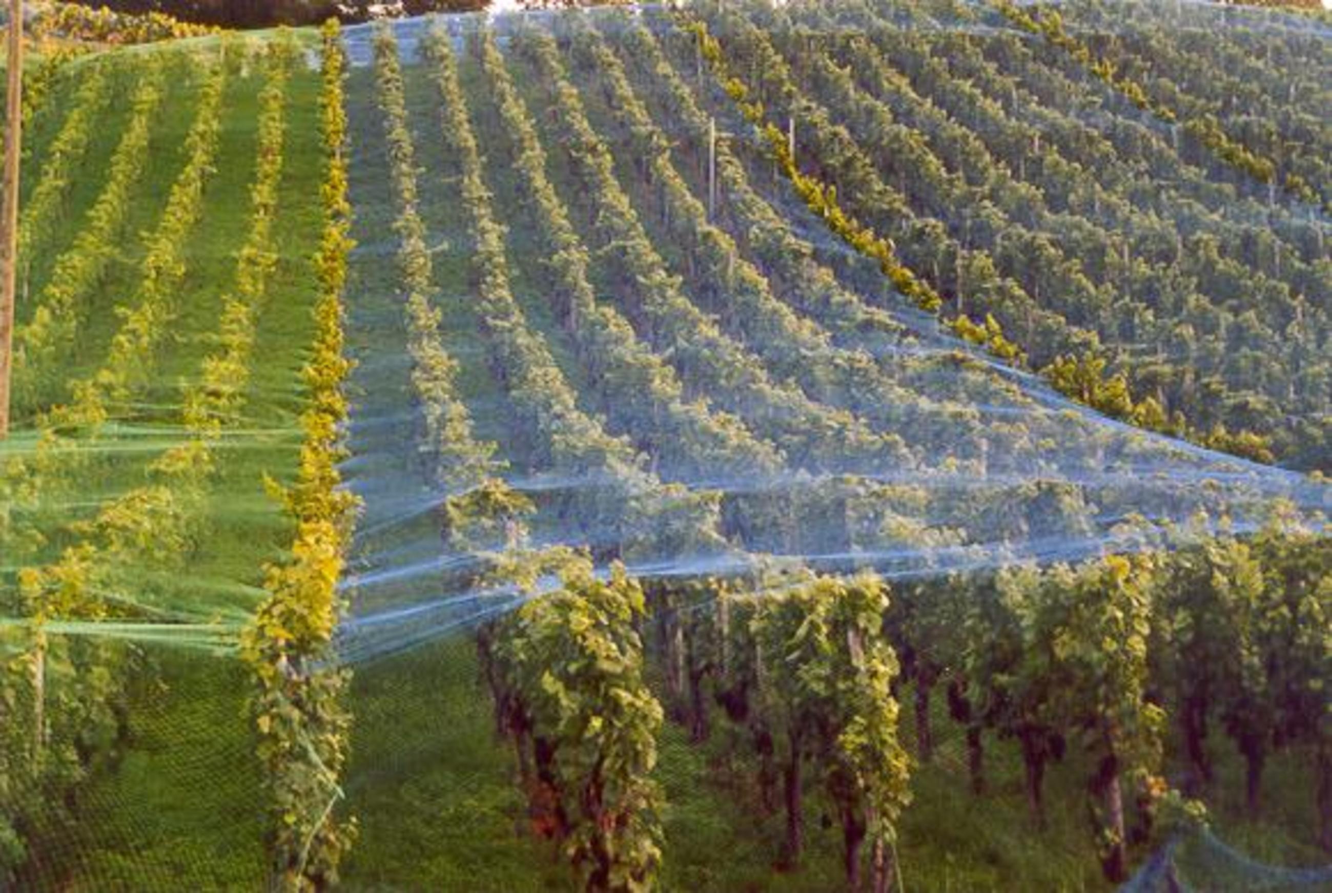 Uv Green Color Agro Shade Net