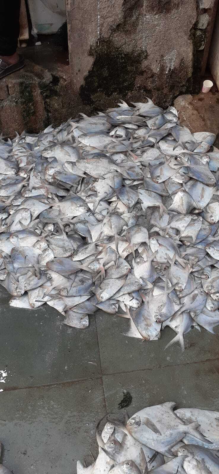 Sea Fish