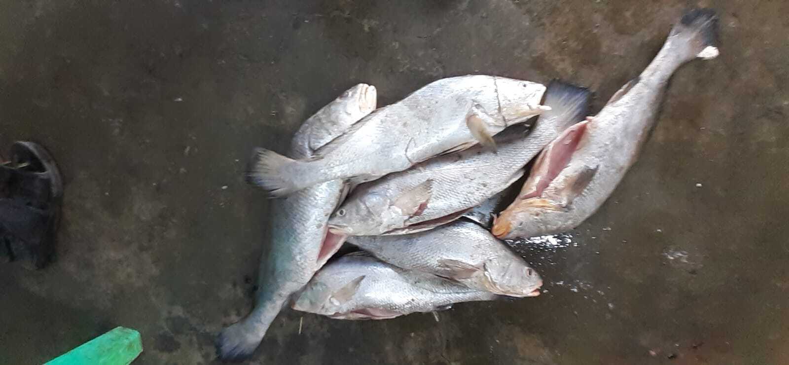 Sea Fish