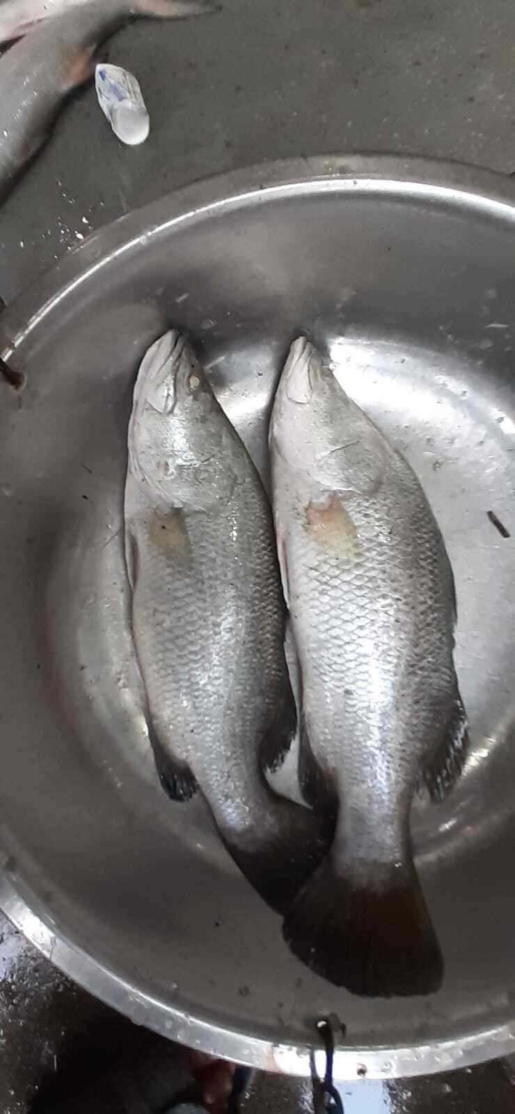 Sea Fish