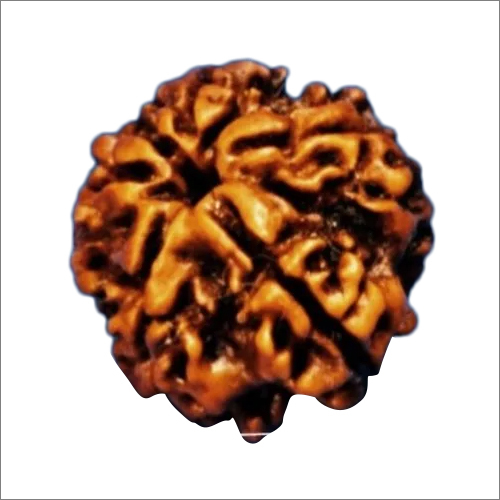 1 Face To 21 Face Higher Mukhi And Indonesian Rudraksha Beads - Color: Brown