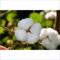 Non GMO Hybrid Cotton Seeds