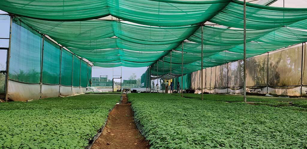 Horticulture Shade Net - Hdpe Material, Max 6 Mt. Width, Customized Length, Regular Green & Other Colors, Uv Stabilized, 50 To 180 Gsm | Shade Levels 35%, 50%, 70%, 75% & 90%
