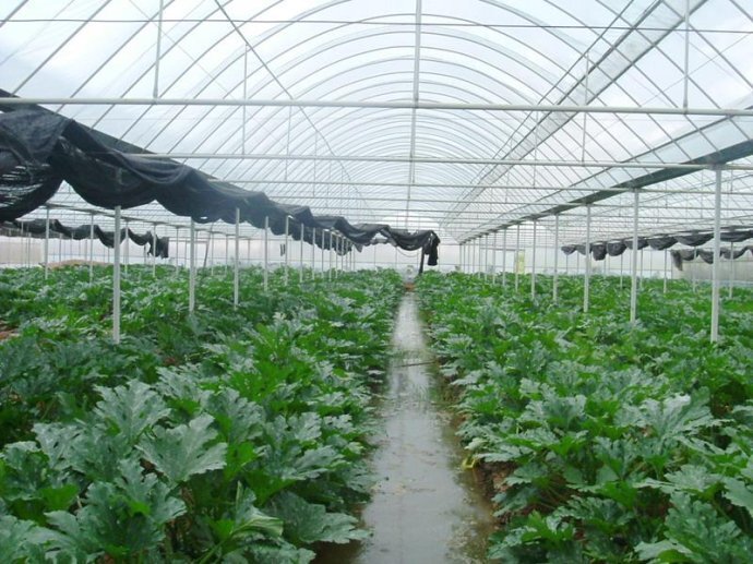 Horticulture Shade Net - Hdpe Material, Max 6 Mt. Width, Customized Length, Regular Green & Other Colors, Uv Stabilized, 50 To 180 Gsm | Shade Levels 35%, 50%, 70%, 75% & 90%