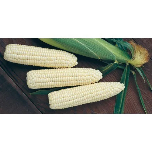 Common Research Hybrid Maize Seeds