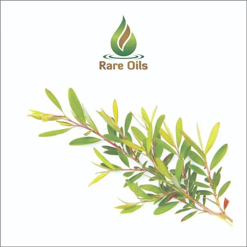 यूकेलिप्टस एसेंशियल ऑयल एज ग्रुप: ऑल एज ग्रुप