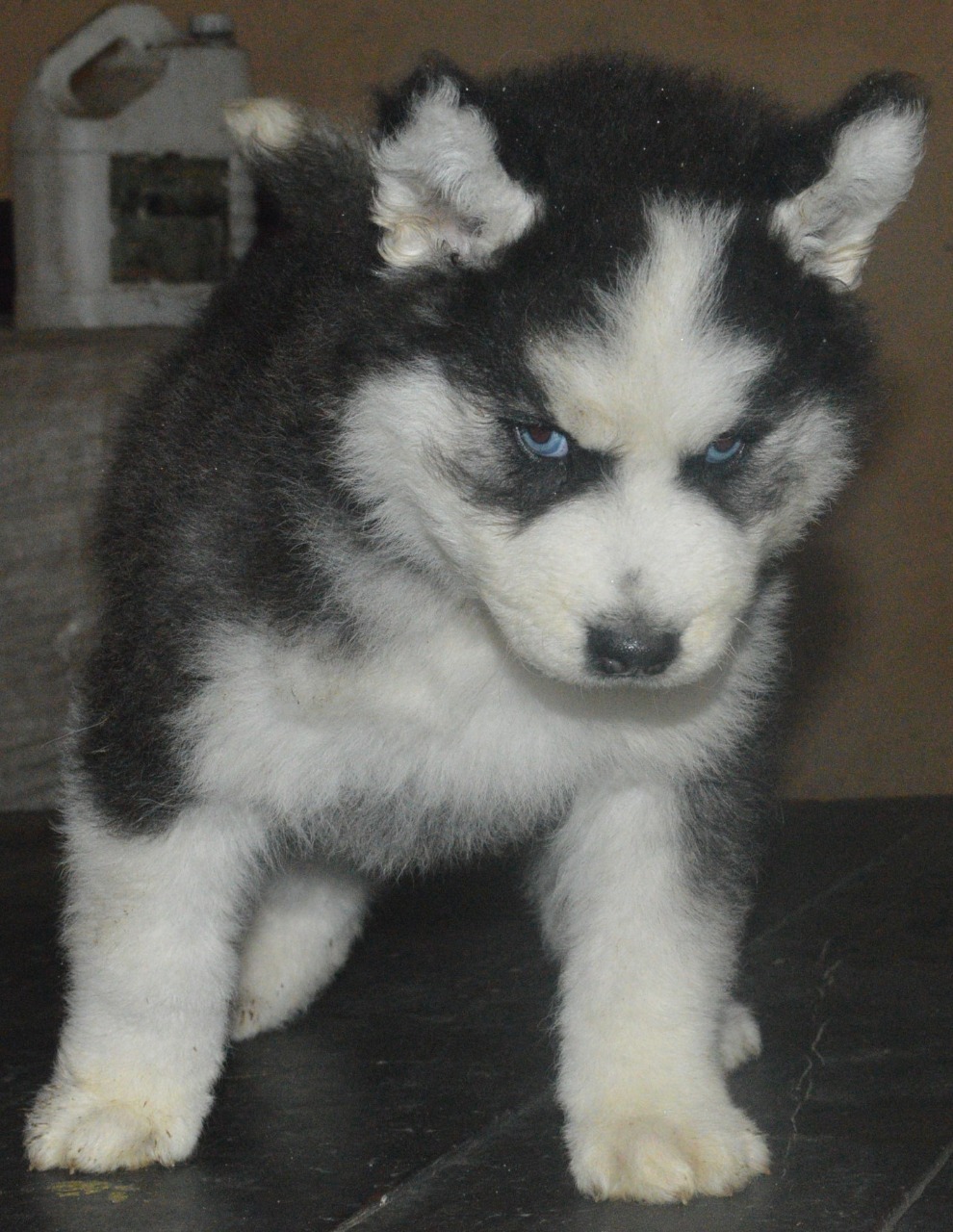 Chugh Kennel