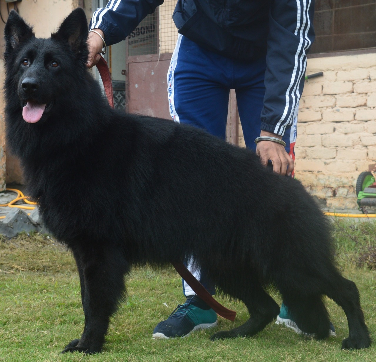 Chugh Kennel