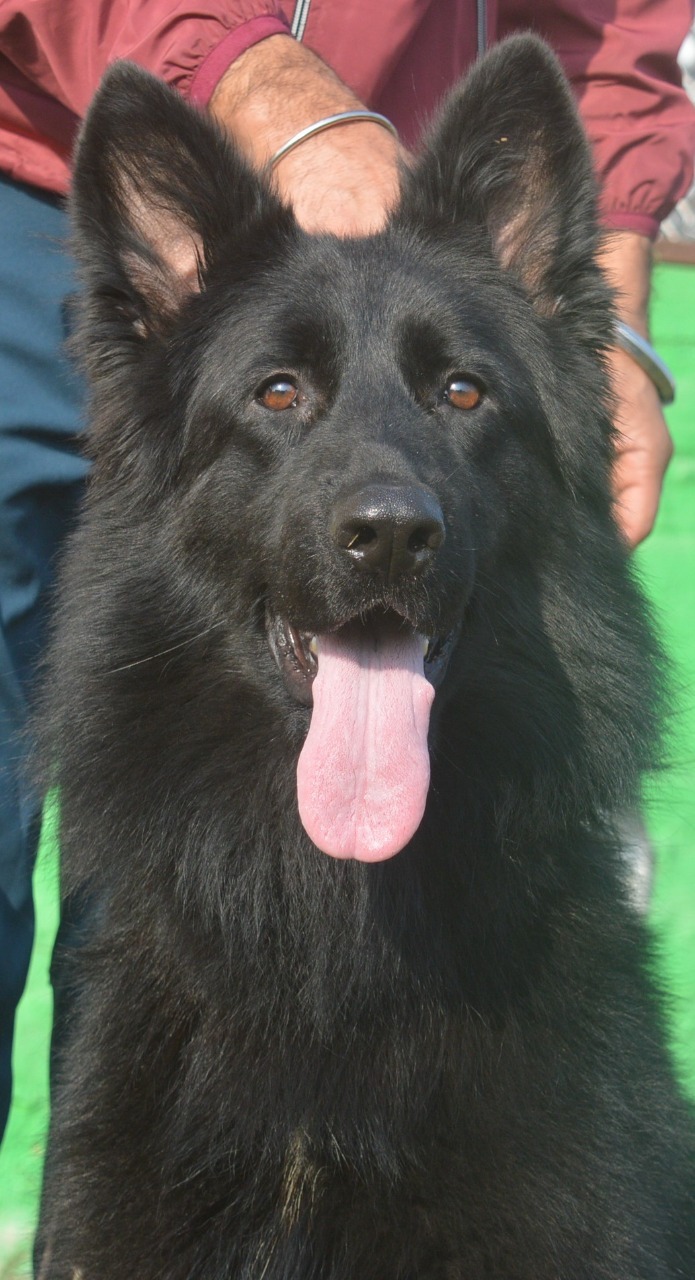Chugh Kennel